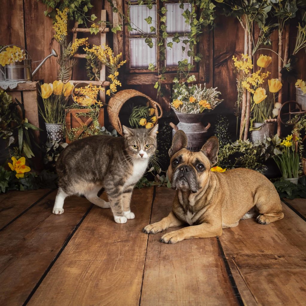 photographe animalier bordeaux