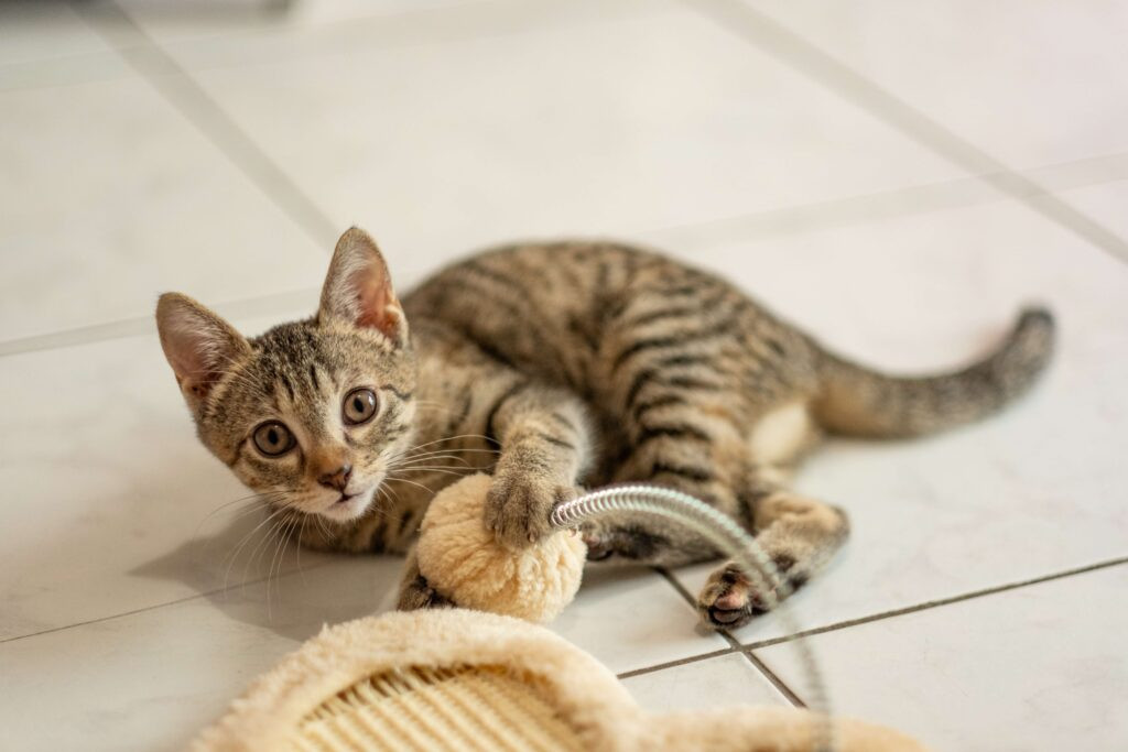 Photographe animaux Bordeaux