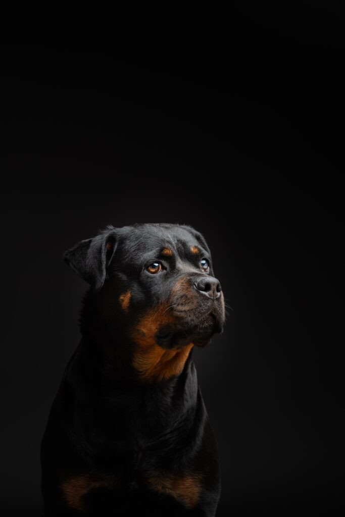Photographe animalier Bordeaux